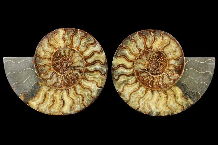 Agatized Ammonite Fossil - Huge Example #127252